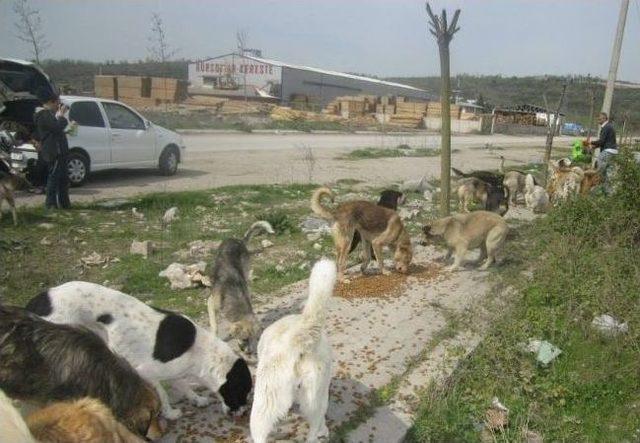 Sokak Hayvanlarını Yemleme Çalışmaları Devam Ediyor