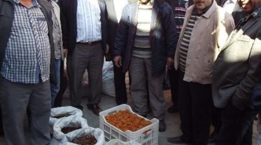 (&ouml;zel Haber) Zirai Don Sonrasında Kayısı Fiyatı F&uuml;ze Gibi Y&uuml;kseldi