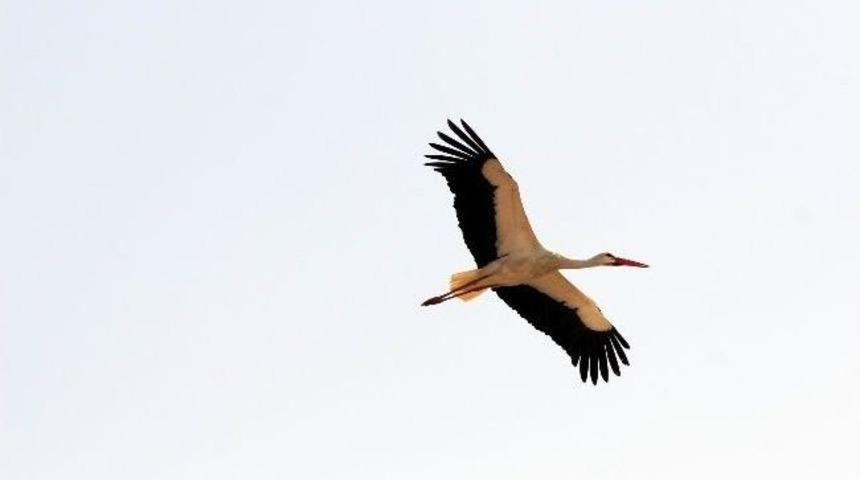 T&uuml;rkiye&rsquo;nin Tek Leylek K&ouml;y&uuml; Misafirlerini Ağırlıyor...(&ouml;zel Haber)