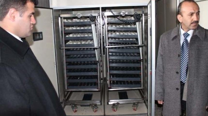 Kars'ta Yerli Kaz &Uuml;retim İşletmesi A&ccedil;ıldı