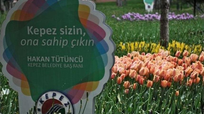 Kepez&rsquo;de 525 Bin Lale Dikildi