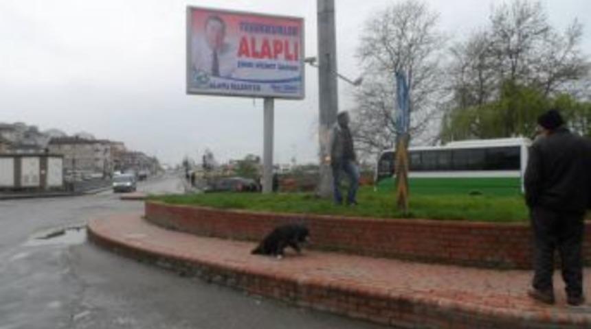 Alaplı'da başıboş k&ouml;pekler toplanıyor