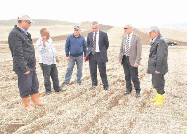 Yozgat’ta Anıza Aspir Ekimi Yaygınlaştırılıyor