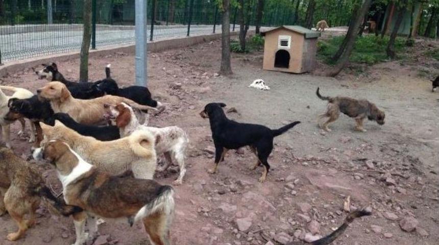 Şahin Okulları Öğrencileri Hayvan Bakım Merkezi’ni Ziyaret Etti