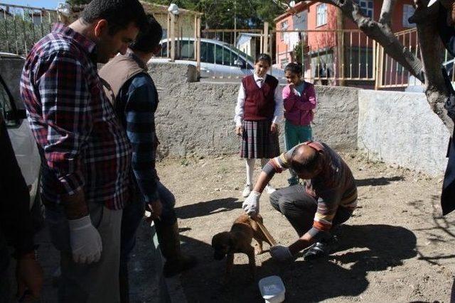 Araç Çarpan Pamuk’a Çocuklar Sahip Çıktı