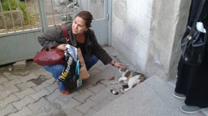 Doğum Yapan Kediye Vatandaşlar Sahip &Ccedil;ıktı