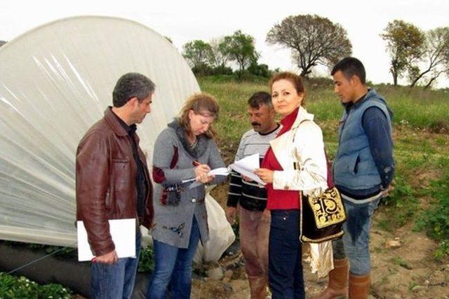 Aydın’da Çilek Üreticileri İlaç Kalıntısı Konusunda Uyarıldı 1