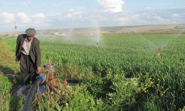 Arban Ovasında Hububat Ekili Alanlar Sulanmaya Başlandı