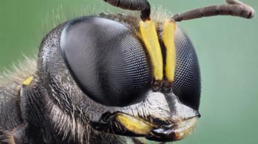 Dilini eşek arısı soktu!