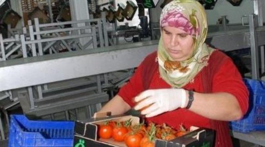 Fethiye&rsquo;den 3 Ayda 81 Bin Ton Domates İhra&ccedil; Edildi