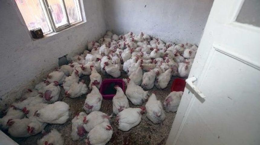 Yenimahalle&rsquo;de Ka&ccedil;ak Tavuk Operasyonu