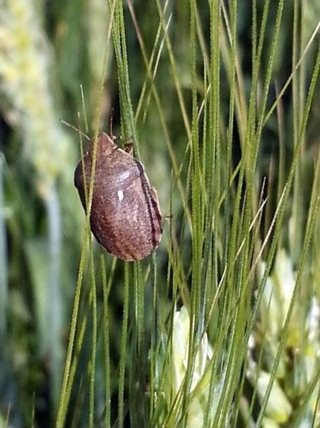 Un Kalitesini D&uuml;ş&uuml;ren S&uuml;ne M&uuml;cadelesi Başladı
