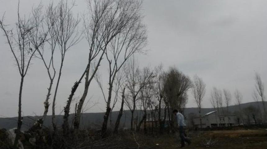 Tatvan&rsquo;da Budanan Ağa&ccedil;lar Yakacak Olarak Kullanılıyor