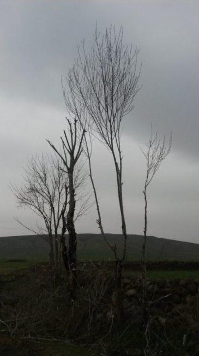 Tatvan&rsquo;da Budanan Ağa&ccedil;lar Yakacak Olarak Kullanılıyor 1