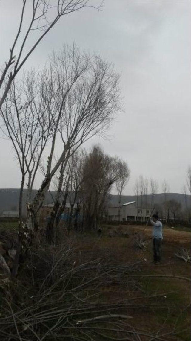 Tatvan&rsquo;da Budanan Ağa&ccedil;lar Yakacak Olarak Kullanılıyor 2