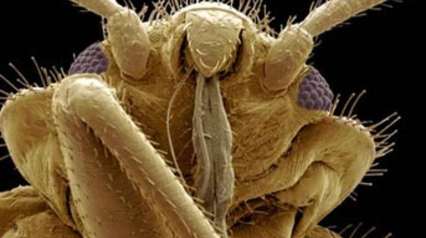 B&ouml;cek vesikalıkları