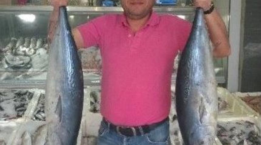 Marmaris’te Torik Bereketi