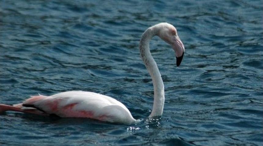 Marmaris'te 'flamingo' Operasyonu