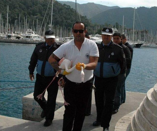 Marmaris'te 'flamingo' Operasyonu