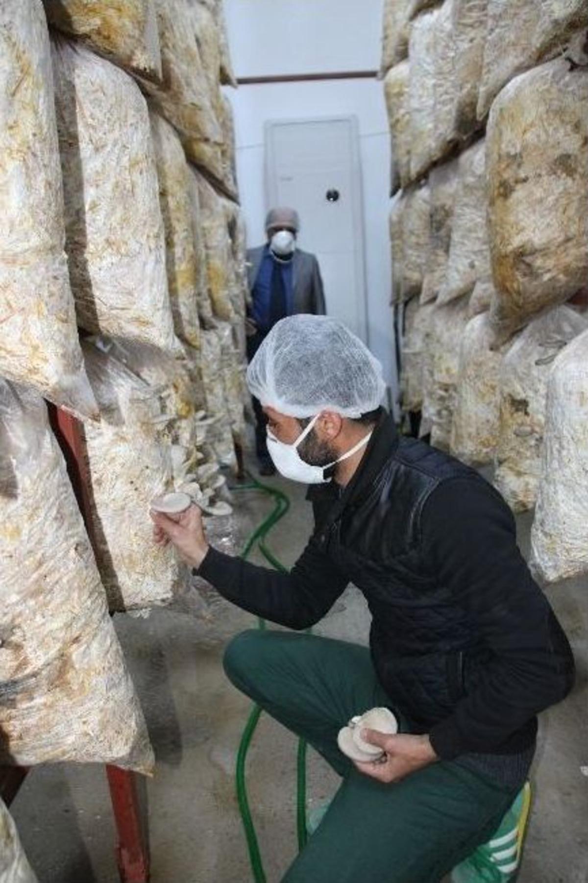 Kızılca Kasabası İstiridye Mantarı &Uuml;retiminde &Ouml;nc&uuml; Olacak