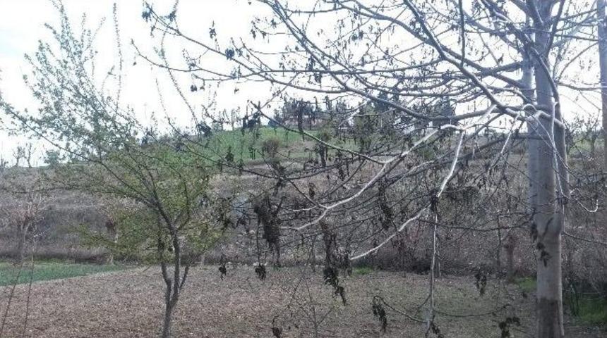 Sincik&rsquo;te Soğuk Hava Meyve Ağa&ccedil;larını Yaktı