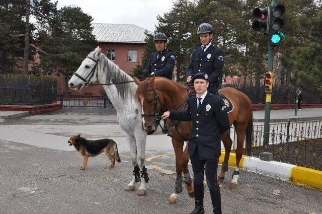 &ldquo;&ccedil;izi&rdquo; Adlı K&ouml;pek, Atlı Polis Birlikleriyle Beraber Asayişi Sağlıyor 1