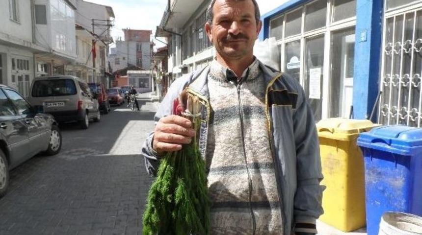 Demirci&rsquo;de &Ccedil;arşır Otu K&ouml;yl&uuml;n&uuml;n Ge&ccedil;im Kaynağı Oldu