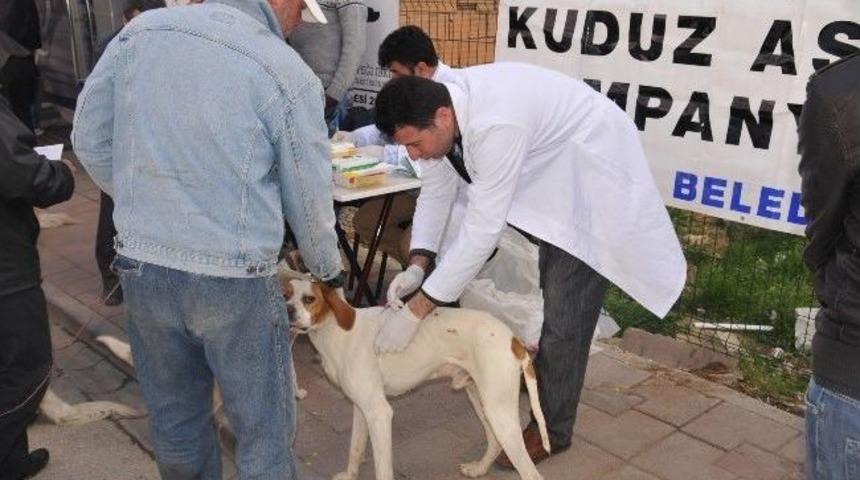 Belediyeden K&ouml;peklere &Uuml;cretsiz Kuduz Aşısı