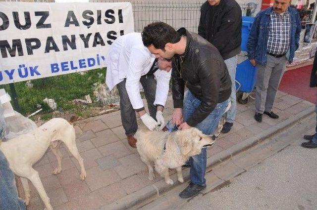 Belediyeden K&ouml;peklere &Uuml;cretsiz Kuduz Aşısı 1