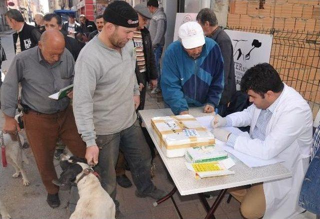 Belediyeden K&ouml;peklere &Uuml;cretsiz Kuduz Aşısı 2