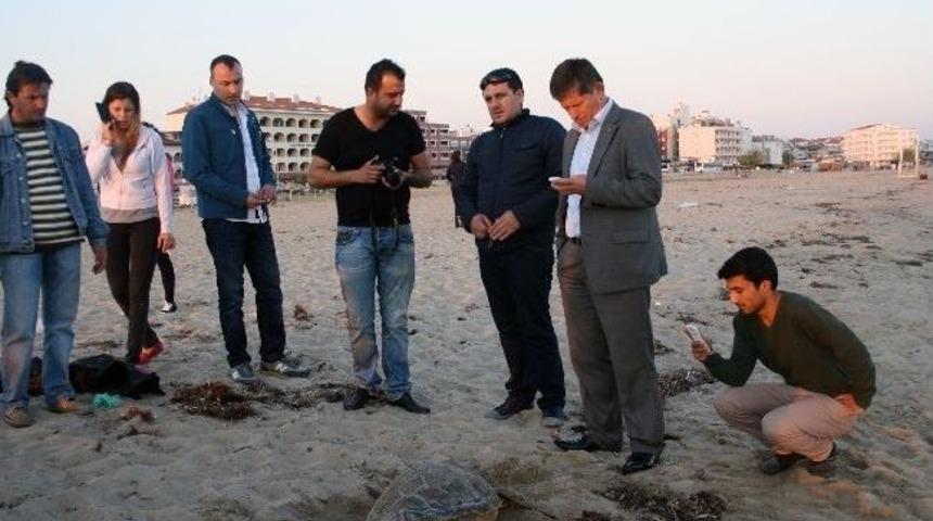 Ayvalık'ta Sahile Vuran Caretta Caretta Kurutulacak