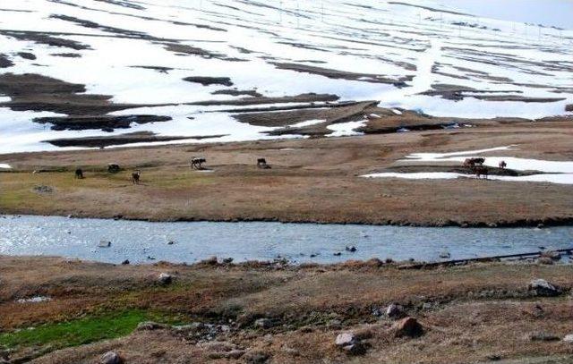 Ardahan’da Bahar Yüzünü Gösterdi