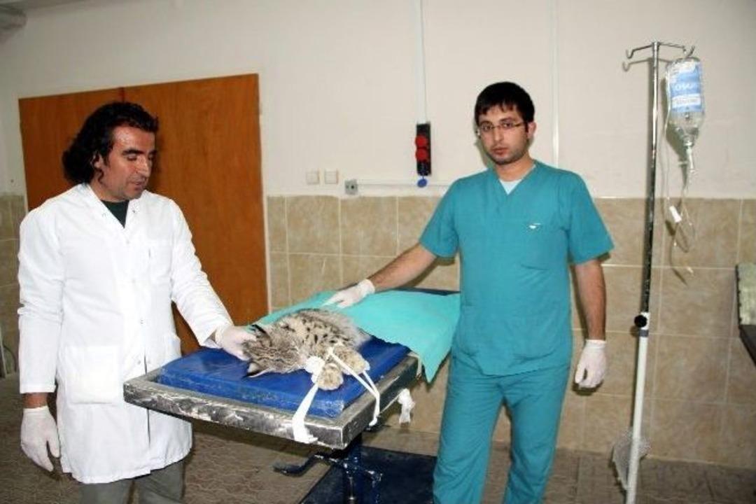 Yaralı Vaşak Tedavi Altına Alındı