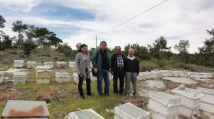 Silifke'ye Bal Ormanı