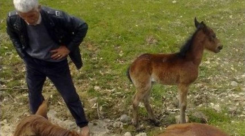Diyarbakır'da Ş&uuml;pheli At &Ouml;l&uuml;mleri