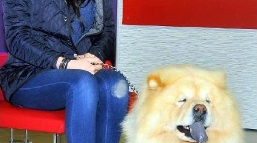 Evcil Hayvanlara Avm Yolu Açıldı