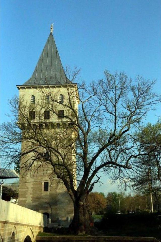 Anıt Ağaç Zengini Edirne