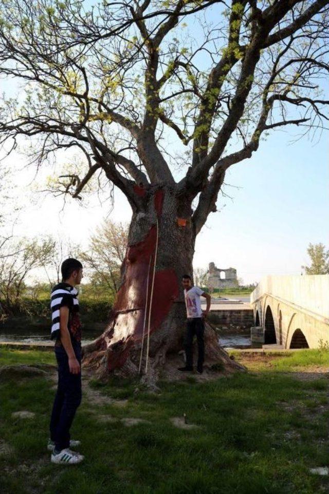 Anıt Ağaç Zengini Edirne