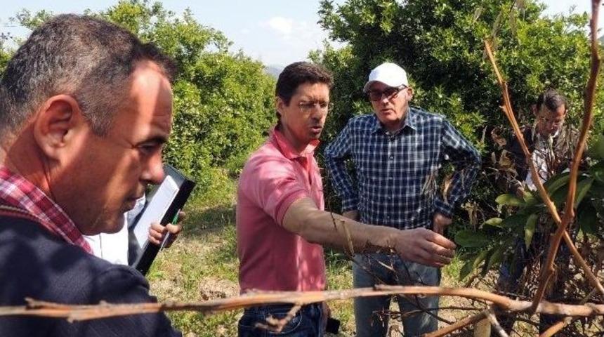 Muğla Tarımına İtalyan Eli Değdi