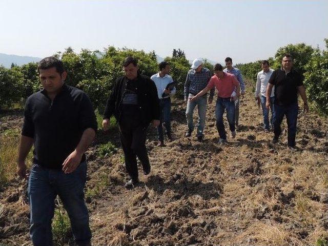 Muğla Tarımına İtalyan Eli Değdi 1