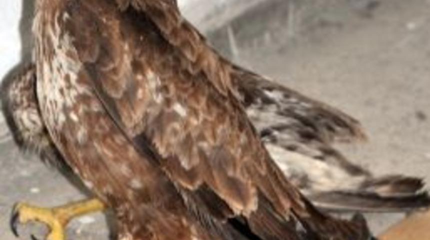 Dalaman&rsquo;da Yaralı Şahin Bulundu