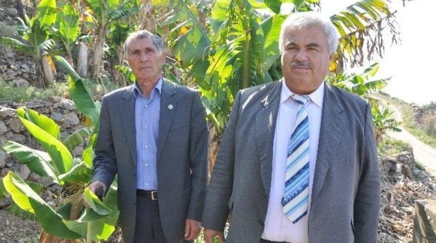 Muz &Uuml;reticisi Devletten Destek Bekliyor