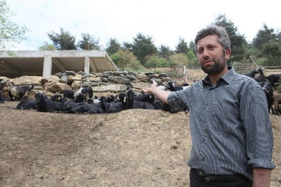 Kahramanmaraş&rsquo;ta Korkutan Hayvan &Ouml;l&uuml;mleri