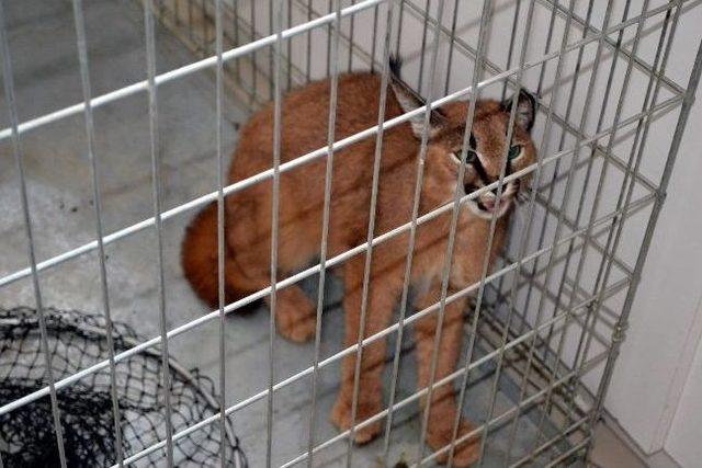 Nesli T&uuml;kenmek &Uuml;zere Olan Karakulak Dat&ccedil;a&rsquo;da Ortaya &Ccedil;ıktı 2