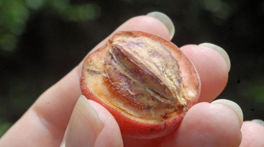 Bu meyve kanserin kökünü kazıyor! 24 saat içinde...