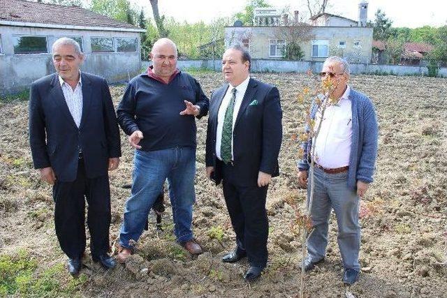 &Ccedil;arşambalı &Ccedil;ift&ccedil;iler İsabella &Uuml;z&uuml;m Yetiştirmeye Başladı 2