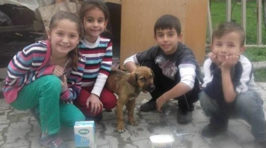 &Ccedil;ocukların Dayanışması Bir Sokak K&ouml;peğinin Hayatını Kurtardı