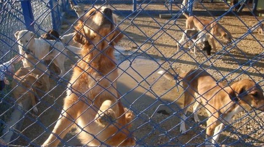 Belediyeler İşbirliği İle Ortak Hayvan Barınağı Yapılacak