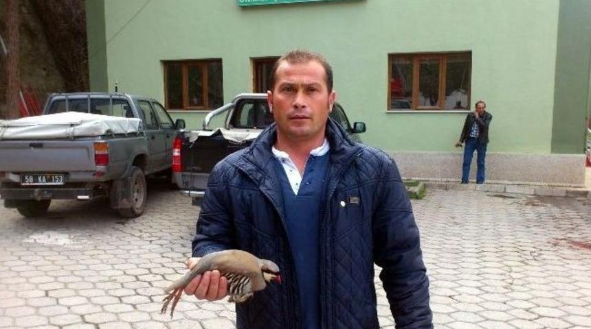 Yaralı Kekliğe Orman İşletme Personeli Sahip &Ccedil;ıktı