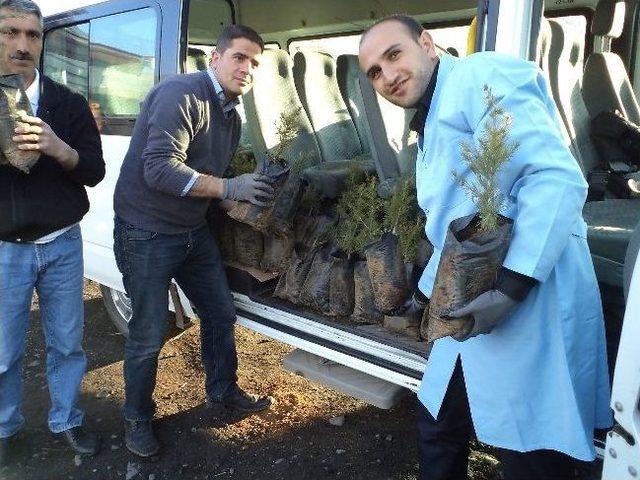 Varto Kaymakamlığı Fidan Dağıtımı Yaptı 2